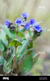 Attēlu rezultāti vaicājumam “Pulmonaria angustifolia flower”