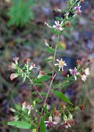 Attēlu rezultāti vaicājumam “Symphyotrichum x salignum flower”