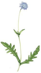 Attēlu rezultāti vaicājumam “Knautia arvensis fruit”