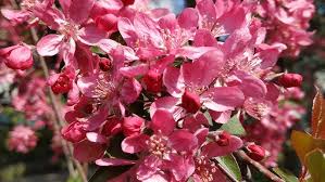 Attēlu rezultāti vaicājumam “Malus purpurea flower”