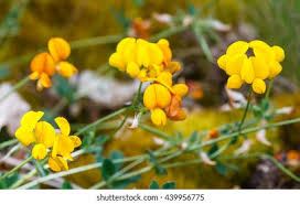 Attēlu rezultāti vaicājumam “Lotus corniculatus flower”