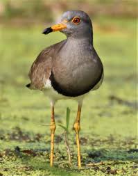 Attēlu rezultāti vaicājumam “Vanellus vanellus”