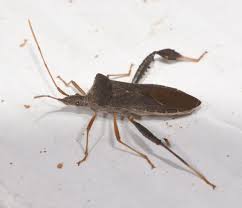 Attēlu rezultāti vaicājumam “Fuligo licentii macro”