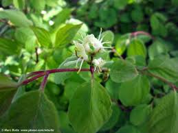 Attēlu rezultāti vaicājumam “Lonicera xylosteum”