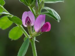 Attēlu rezultāti vaicājumam “Vicia angustifolia”