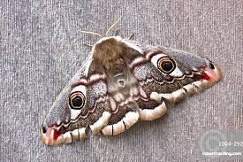 Attēlu rezultāti vaicājumam “Saturnia pavonia female”