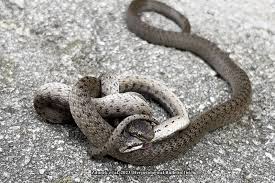 Attēlu rezultāti vaicājumam “Coronella austriaca”