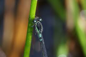 Attēlu rezultāti vaicājumam “Coenagrion armatum male”
