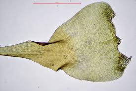 Attēlu rezultāti vaicājumam “Campylium protensum sporophyte”