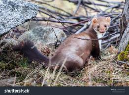 Attēlu rezultāti vaicājumam “Martes foina”