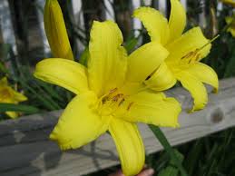 Attēlu rezultāti vaicājumam “Hemerocallis lilioasphodelus flower”