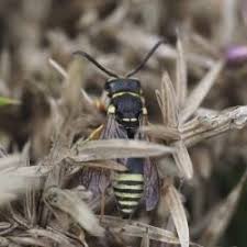 Attēlu rezultāti vaicājumam “Eumenidae”