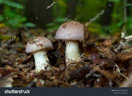 Attēlu rezultāti vaicājumam “Cortinarius traganus”