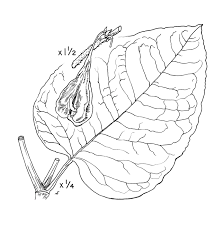 Attēlu rezultāti vaicājumam “Reynoutria sachalinensis leaf”