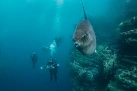 Image result for Mola mola