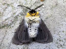 Attēlu rezultāti vaicājumam “Diaphora mendica female”