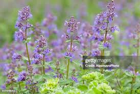 Image result for Nepeta cataria