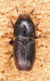 Attēlu rezultāti vaicājumam “Scolytus ratzeburgi”