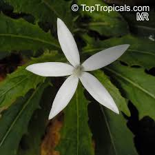 Attēlu rezultāti vaicājumam “Lophozia longiflora”