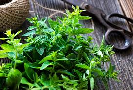 Image result for Majoran