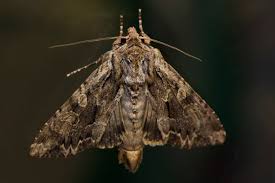 Attēlu rezultāti vaicājumam “Apamea monoglypha”