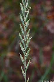 Attēlu rezultāti vaicājumam “Elytrigia repens subsp. arenosa”