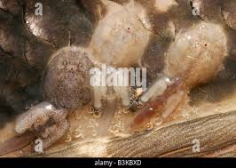 Attēlu rezultāti vaicājumam “Licea chelonoides sessile”