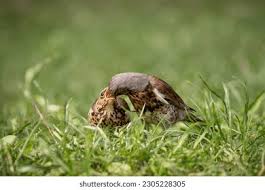 Attēlu rezultāti vaicājumam “Turdus pilaris adult”