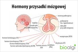 Image result for przyk adnica