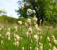 Attēlu rezultāti vaicājumam “Carex praecox”