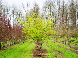 Attēlu rezultāti vaicājumam “Acer tataricum subsp. ginnala bud”