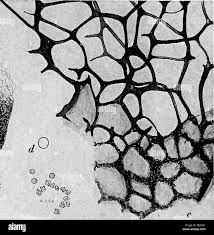 Attēlu rezultāti vaicājumam “Cribraria rubiginosa spores”