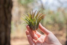 Image result for tillandsia umbellata