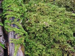 Attēlu rezultāti vaicājumam “Thuidium delicatulum”