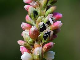 Attēlu rezultāti vaicājumam “Persicaria maculosa flower”
