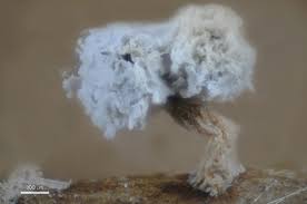 Attēlu rezultāti vaicājumam “Didymium bahiense stalked”