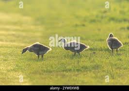 Attēlu rezultāti vaicājumam “Anser anser juvenile”