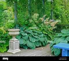 Image result for Hosta sieboldiana 'Elegans'