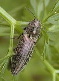 Attēlu rezultāti vaicājumam “Actenicerus sjaelandicus”