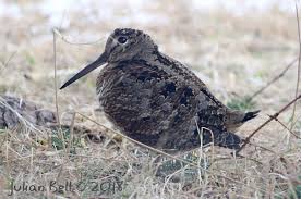 Attēlu rezultāti vaicājumam “Scolopax rusticola eggs”