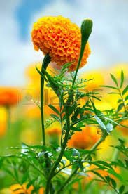 Attēlu rezultāti vaicājumam “Tagetes flower”