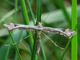 Attēlu rezultāti vaicājumam “Platyptilia gonodactyla imago”