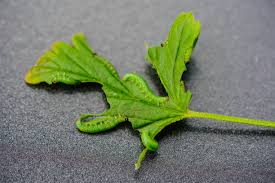 Attēlu rezultāti vaicājumam “Nematus ribesii”