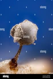 Attēlu rezultāti vaicājumam “Heterotrichia pomiformis (syn. Arcyria pomiformis) spores”