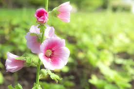 Attēlu rezultāti vaicājumam “Alcea rosea flower”