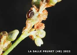Attēlu rezultāti vaicājumam “Persicaria lapathifolia fruit”