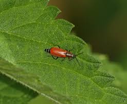 Attēlu rezultāti vaicājumam “Anthocomus rufus”