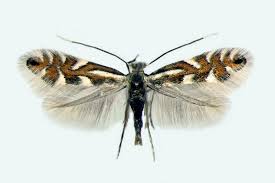 Attēlu rezultāti vaicājumam “Phyllonorycter nicellii”