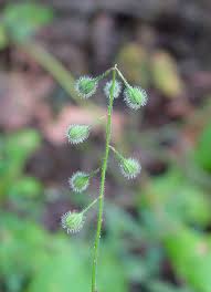 Attēlu rezultāti vaicājumam “Circaea lutetiana leaf”