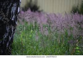 Attēlu rezultāti vaicājumam “Holcus lanatus  flower”